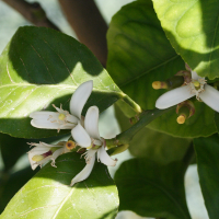 Citrus_medica (Citrus medica)