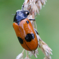 clytra_laeviuscula2md (Clytra laeviuscula)