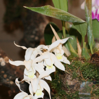 Coelogyne intermedia (Coelogyne)