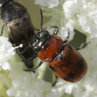 coptocephala_scopolina3bd (Coptocephala scopolina)