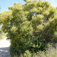 Cotinus_coggygria (Cotinus coggygria)