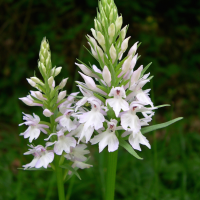 dactylorhiza_maculata4sd (Dactylorhiza maculata)