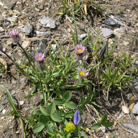 Erigeron uniflorus (Vergerette à une fleur)