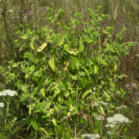 euphorbia_lathyris4md (Euphorbia lathyris)