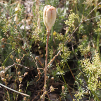 Fritillaria tubiformis (Fritillaire du Dauphiné, Fritillaire en trompette)
