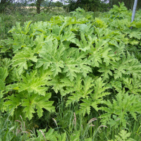 heracleum_mantegazzianum2md