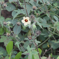 hibiscus_physaloides2md