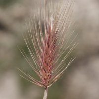 hordeum_marinum2md