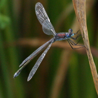 lestes_dryas3bd