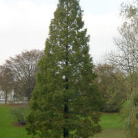 Metasequoia glyptostroboides (Métaséquoia)