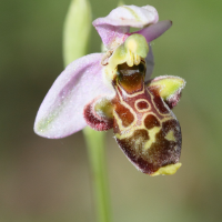 ophrys_scolopax6bd