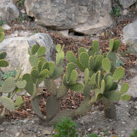 Opuntia microdasys (Figuier de Barbarie)