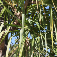 pandanus_ambongensis2md