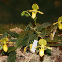 Paphiopedilum primulinum (Paphiopedilum)