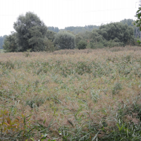 Phragmites australis (Roseau à balais)