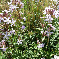 saponaria_officinalis2gv