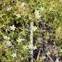 Saxifraga aspera (Saxifrage rude)