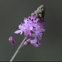 scilla_autumnalis2bbd