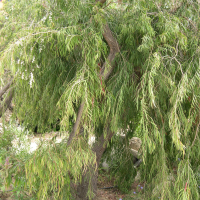 Agonis flexuosa (Western Australian Peppermint, Swan River Peppermint, Peppermint , Willow Myrtle)