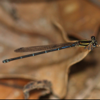 argia_concinna6sd (Argia concinna)