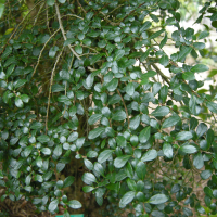 Azara microphylla (Azara à petites feuilles)