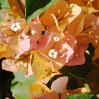 bougainvillea_glabra5md