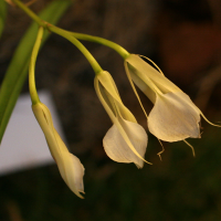 brassavola_nodosa2md (Brassavola nodosa)