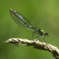 calopteryx_splendens3md (Calopteryx splendens)