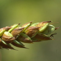 carex_limosa3md (Carex limosa)