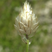 Catananche_caerulea (Catananche caerulea)