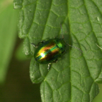 chrysolina_fastuosa3md