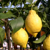 citrus_limon2md (Citrus limon)