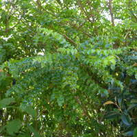 Comocladia dodonaea (Comocladia)