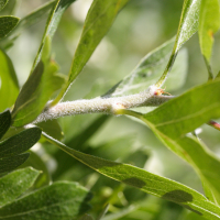 crataegus_azarolus3md