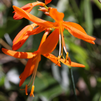 crocosmia_x_crocosmiiflora2md (Crocosmia x crocosmiiflora)