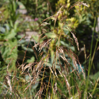 deschampsia_caespitosa2md (Deschampsia caespitosa)