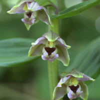 epipactis_helleborine3md (Epipactis helleborine)