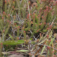 erica_galioides1bmd (Erica galioides)