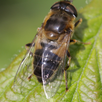 eristalis_tenax2bd (Eristalis tenax)