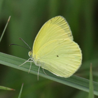 eurema_venusta_emanona3bd