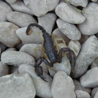 Euscorpius flavicaudis (Scorpion noir à pattes jaunes)