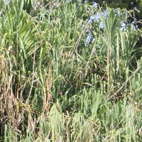 Gynerium sagittatum (Canne flèche)