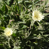 hieracium_intybaceum2md