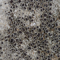 lecanora_campestris2md