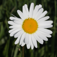 leucanthemum_vulgare2md