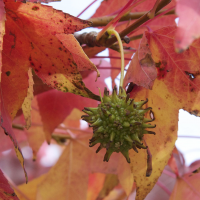 liquidambar_styraciflua5bmd