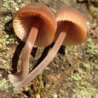 Mycena haematopus (Mycène à pied rouge, Mycène à lait rouge)