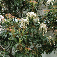 pieris_formosa3amd