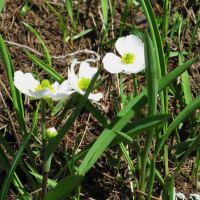 ranunculus_pyrenaeus2mv