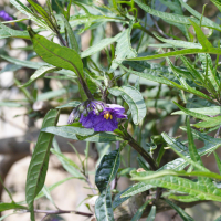 solanum_laciniatum2md (Solanum laciniatum)
